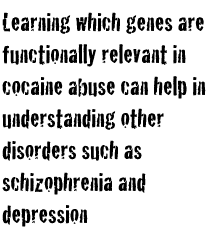 Learning which genes are functionally relevant in cocaine abuse can help in understanding other disorders such as schizophrenia and depression