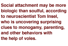 Social attachment may be more biologic than soulful, according to neuroscientist Tom Insel, who is uncovering surprising clues to monogamy, parenting, and other behaviors with the help of voles.